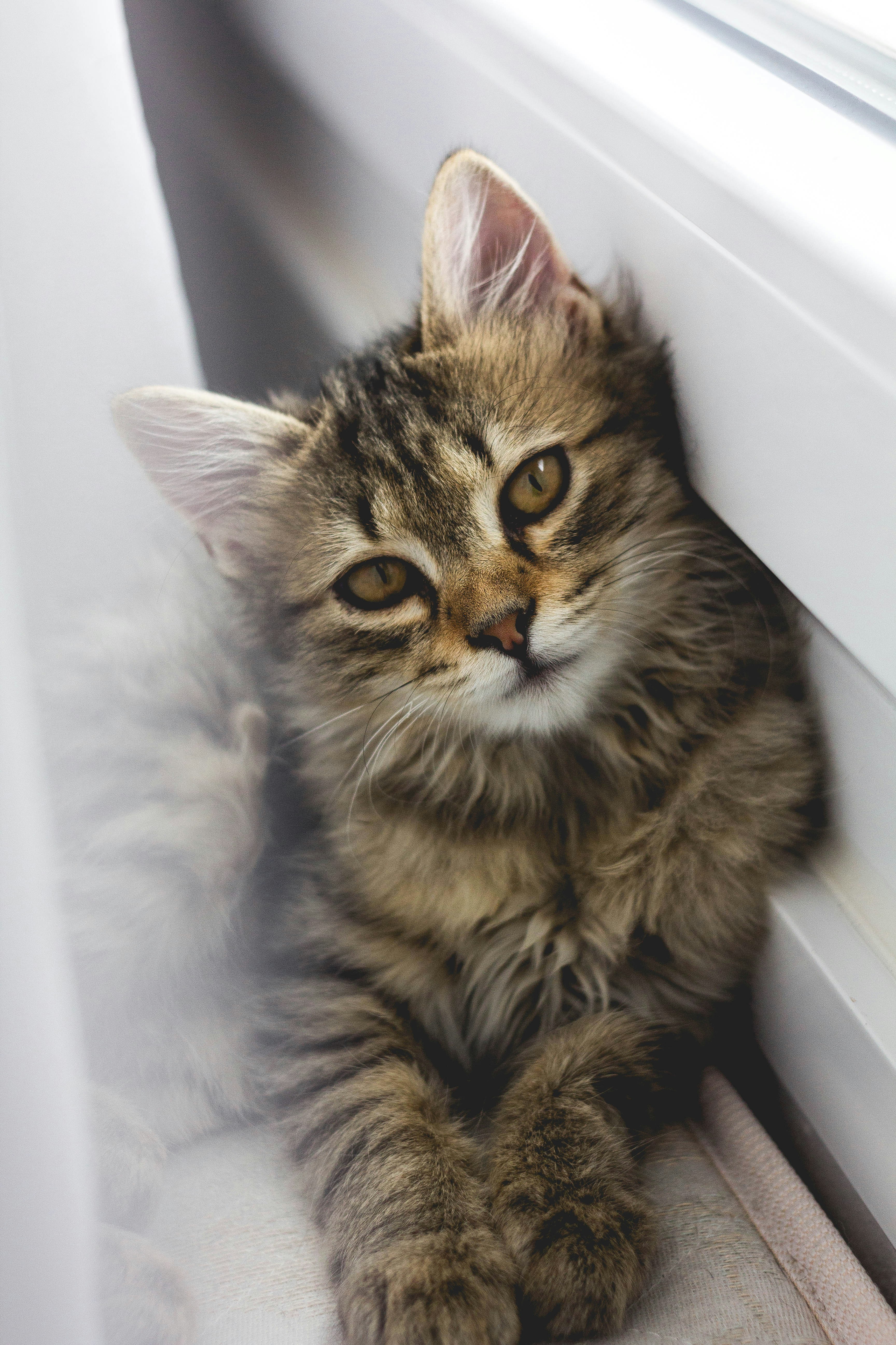 Katze