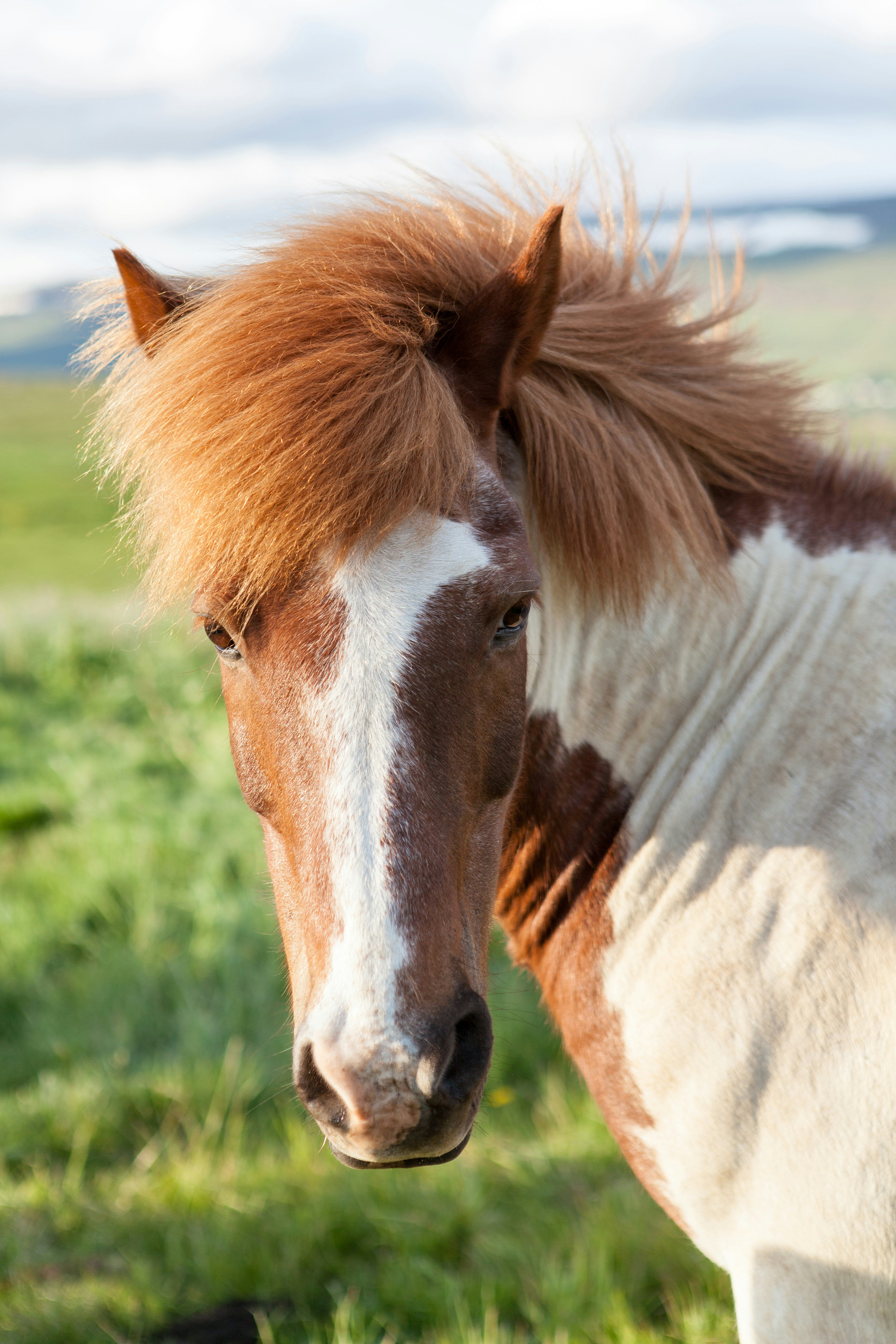Pferd